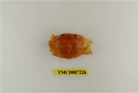 藏品(頑強黎明蟹)的圖片